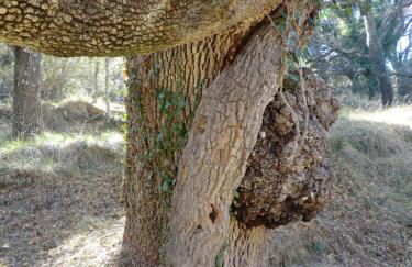 Flor de Lis - Foto 37