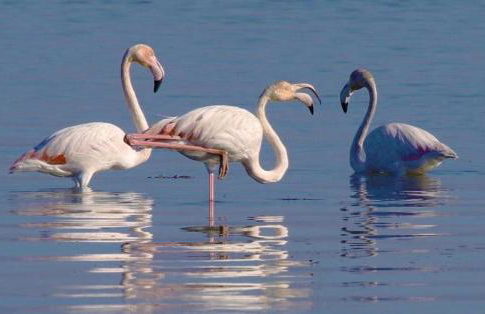 O CANTINHO ENTRE A RIA E O MAR - with hot water pool all year round - Foto 61