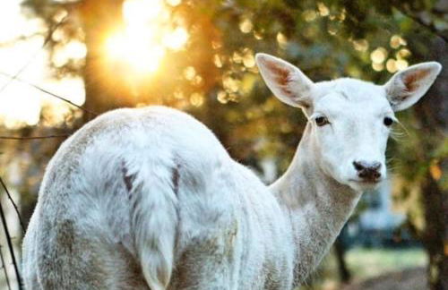 Chalet le Bô & Spa - Foto 21