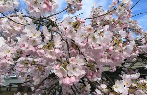 3 bed Lake Sammamish Waterfront + Peloton Bike - Foto 68