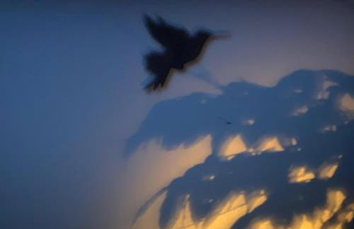 Ty Colibri Lannion - Foto 24