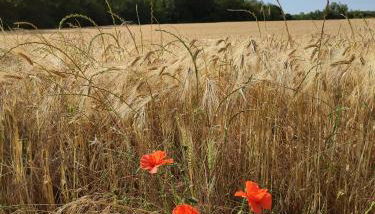 Maison de campagne avec grand parking privé -calme et sérénité - Foto 5