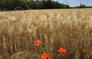 Maison de campagne avec grand parking privé -calme et sérénité - Foto 5