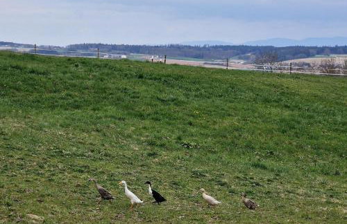 Ferienwohnung mit sonniger Dachterrasse am Pferdehof - Foto 38