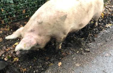 Corner Cottage - character, charm, great location. - Foto 73