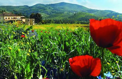 Agriturismo La Petrosa - Foto 4