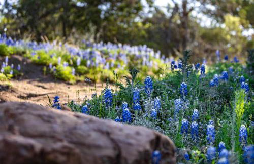 Charming Cabin in the Heart of the TX Hill Country - Photo 3