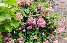 Ferienwohnung im Gästehaus - Foto 21