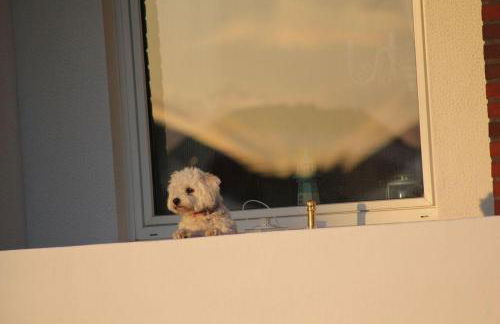 Strandeule - Foto 12