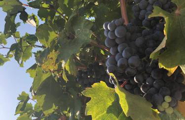 Fig Tree Apartment - Foto 38