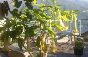 Bellavita Fossati - Foto 40