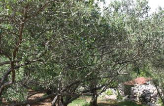 Secluded fisherman's cottage Cove Nevidjansko Polje, Pasman - 11392 - Photo 12