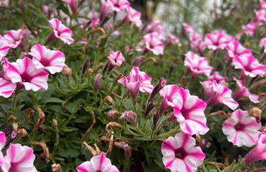 Ferienzimmer Moller - Foto 7