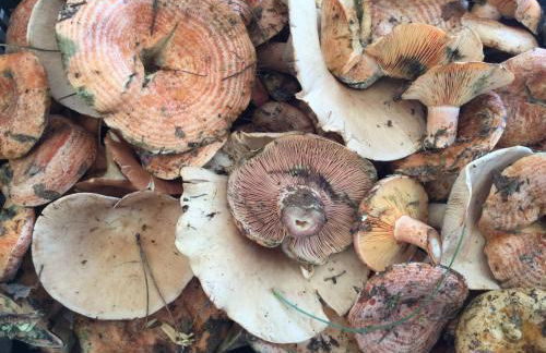 Casa Rural Rio los Molinos - Foto 24