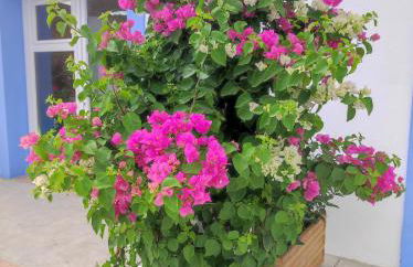 Apartamentos Atenea Jerte - Foto 60