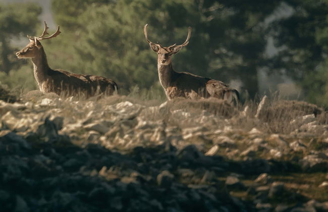 Sierras de Cazorla, Segura & Las Villas Natural Park Tour - Foto 5