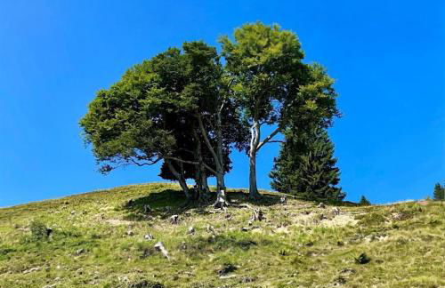 Landhaus Thanner - Foto 18