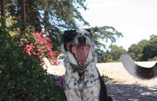 Pacific Coast Highway Milkhouse - Foto 27