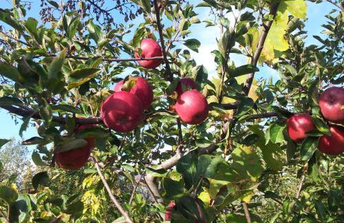 Cirasellaetna - Foto 99