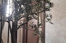Casa Ypsilon Olive Oil - Photo 6