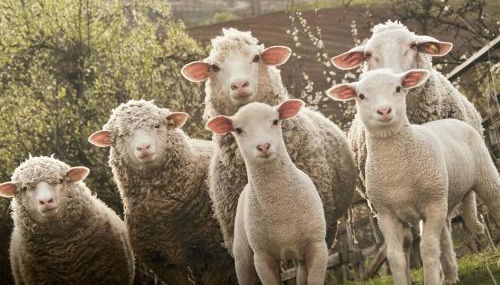 Le Mouton à 5 Pattes Aubagne-Cassis-Aix en Provence - Foto 4