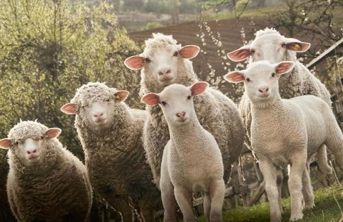 Le Mouton à 5 Pattes Aubagne-Cassis-Aix en Provence - Foto 4