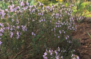 Maison Lily en Provence - Gonfaron - 4ch - Foto 16