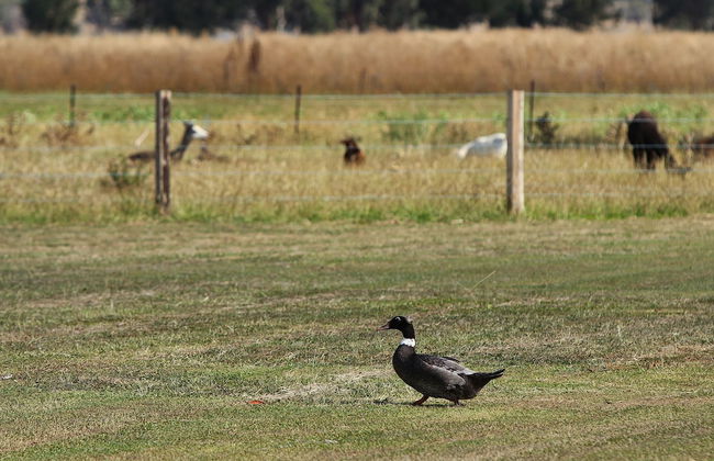 The Duck Inn Apartments - Foto 8