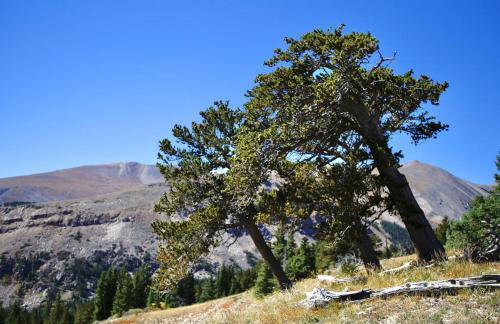 Bristlecone Cabin - Foto 10