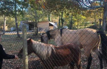 Villa au milieu des pins / bord du lac - Foto 43