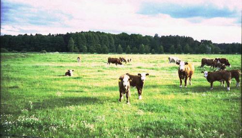 Ferienhaus Weitblick - Photo 2