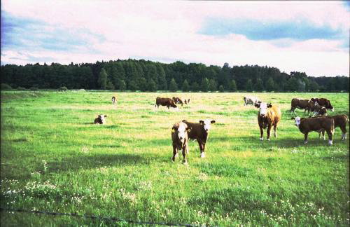 Ferienhaus Pirol - Photo 36