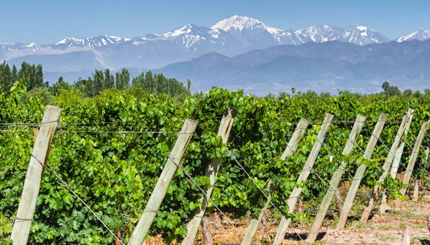 San Rafael Vineyards & Wineries Tour - Foto 4