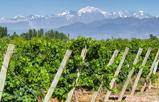 Tour de vinhedos e adegas por San Rafael - Foto 4