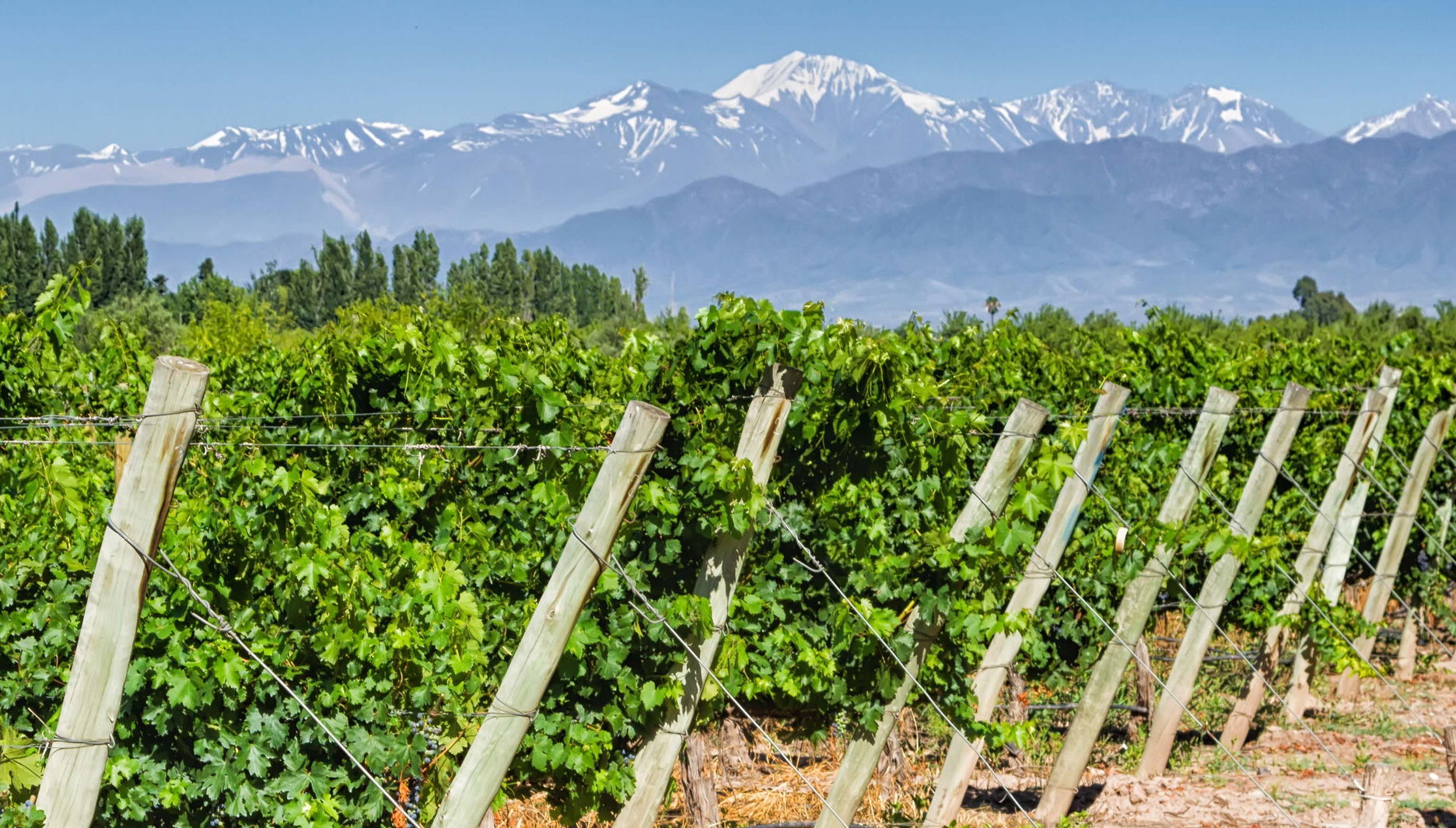 Tour de viñedos y bodegas por San Rafael