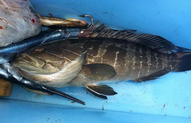 "Seitenhalbtagesfischen Abenteuer: Transfer inklusive!" - Foto 2