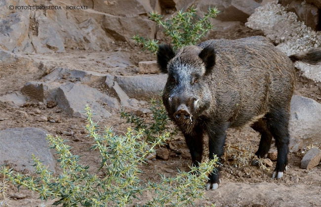 Country House S'Ozzastru - Foto 47