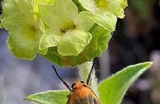 Tsigaridas Mountain Home - Foto 55