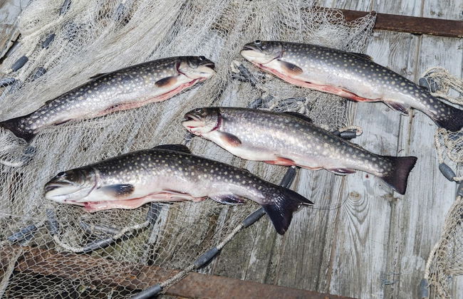 Wohnung in Lindau Nahe Schonsee Wald - Photo 27