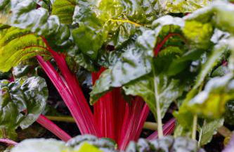 Thornbury Castle - A Relais & Chateaux Hotel - Foto 44