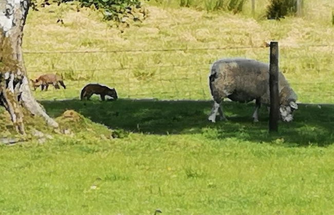 Parc-yr-Hebog - Photo 21