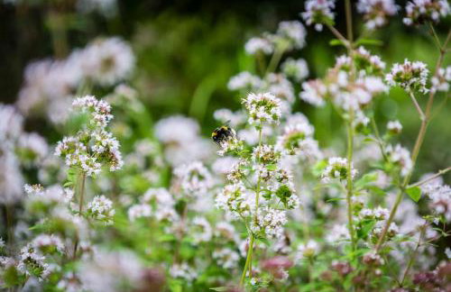 Cheshire Country Cottage, Bulkeley - Foto 36