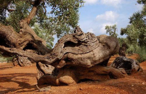 Agriturismo Salinola - Foto 160