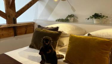 Castor Coquin Aubagne Cassis Aix en Provence - Foto 3