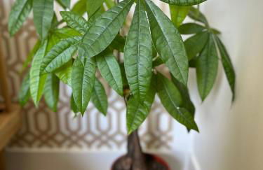 Chez Alexia et Vincent - Foto 16