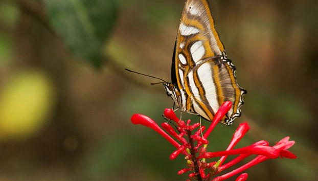 Biocentro Guembe - Excursión privada de día completo - Foto 3