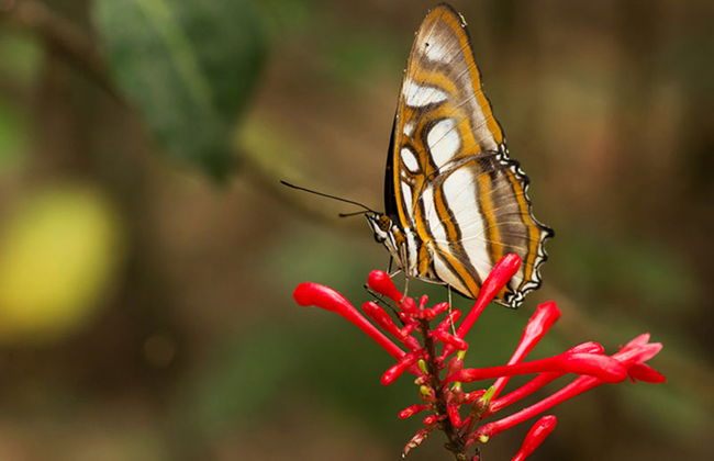 Biocentro Guembe - Excursión privada de día completo - Foto 3
