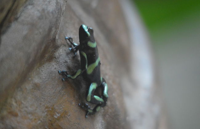 Casa Vida Verde - Foto 31