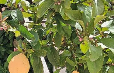 Apartment Marijana - Foto 49