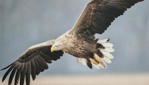 Wohnung Adlerhorst in Eversen-Heide - Foto 3